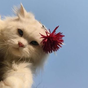 دانلود آهنگ نمیخوام پیپر سم اون رپی که دوست داری من هیترشم اون شبی